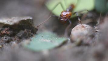 Macro Shot of Leafcutter Ants Carrying Leaves to Their Nest in an Organized Colony video