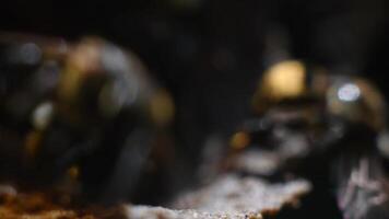 Macro of Scaptotrigona Angel Bees Emerging from Their Nest video