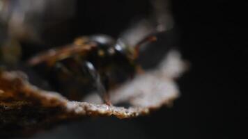 Native Angelita Bees Scaptotrigona Emerging from Their Nest in a Log Macro of Wild Pollinators video