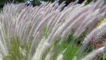 ornamental fountain grass swaying in the wind, with a soft focus background of green foliage and colorful flowers, dry grass moving, grass moving with the wind, Grass stirs swaying on wind in mountain video