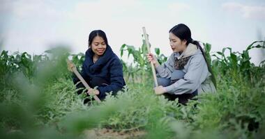 Handheld low angle view shot, Two Asian gardeners chatting happily while using a shovel to weed watermelon fields in the cold morning air. Winter activity video