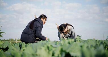Handheld low angle view shot, Two Asian female gardeners happily chatting while working in a vegetable garden, carefully tending crops with a hoe on a cold morning. Winter activity. video