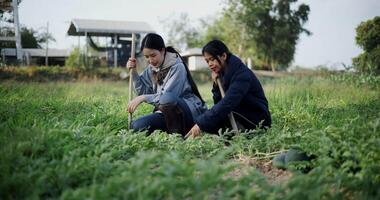 Handheld shot, Two Asian gardeners talking happily while using a shovel to weed watermelon fields in the cold morning air. Winter activity. video