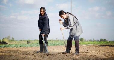 Handheld low angle view shot, Two Asian gardener are working in garden, using rakes and shovels to prepare the soil for planting vegetables in the soft winter morning sunlight video