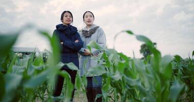 Handheld low angle view shot, Two Asian female farmers stand in a corn field and discuss their crops in the cold morning air. video