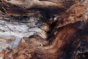 Wood texture with abstract pattern,Close up intricate textured of driftwood with grain and weathering,Top view surface texture of dry wood on a beach photo