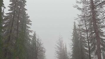 Loop animation of flying through forest video