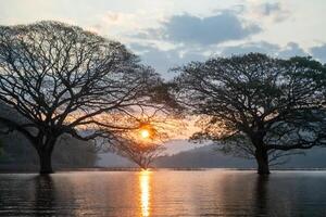 A stunning view of a giant rain tree standing gracefully in the calm waters of Mae Ngat Dam, Phrao District, Chiang Mai 8 photo
