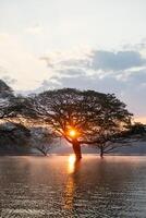 A stunning view of a giant rain tree standing gracefully in the calm waters of Mae Ngat Dam, Phrao District, Chiang Mai 2 photo