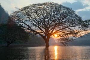 A stunning view of a giant rain tree standing gracefully in the calm waters of Mae Ngat Dam, Phrao District, Chiang Mai 4 photo