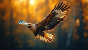 Eagle soaring in golden sunset forest photo
