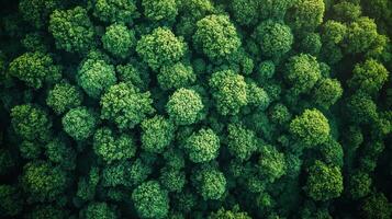 Aerial view of dense green forest canopy in sunlight photo