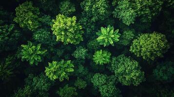 Aerial view of dense green forest canopy photo