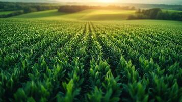Green crops growing in field at sunset with hills photo