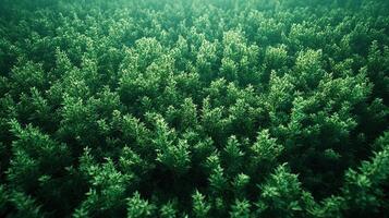 Aerial view of dense green forest canopy in morning mist photo