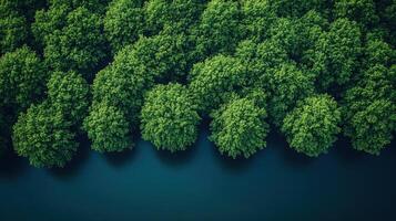 Aerial view of dense green forest bordering dark water photo