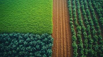 Aerial view of diverse crops in farmland fields photo