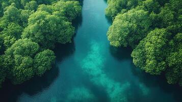 Aerial view of turquoise river flowing through lush green mangrove forest photo