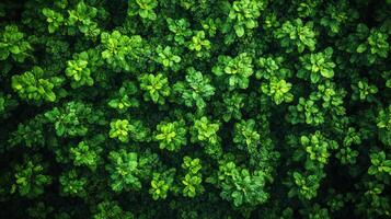 Top view of green leaves on a tree photo