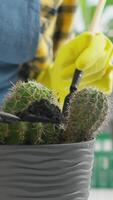 A dedicated gardener in yellow gloves plants stunning cacti in a textured pot, showcasing their passion for nurturing houseplants with meticulous attention to detail and love for nature video
