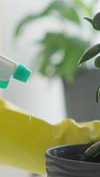 A closeup of a hand in yellow gardening gloves spraying water on a lush potted plant, emphasizing the importance of nurturing indoor plants to enhance living spaces and create vibrancy video