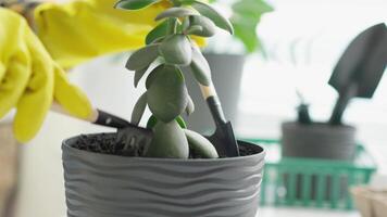This image outlines the stepbystep process for planting a succulent in a textured pot, highlighting the need for careful handling and maintenance for healthy, longlasting houseplants video