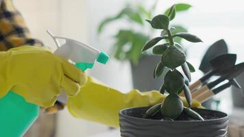 A dedicated gardener in yellow gloves is carefully spraying a vibrant succulent in a stylish pot, showcasing their commitment to nurturing and maintaining houseplants with care and diligence video
