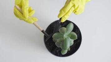 Closeup of two hands in bright yellow gloves tending to a succulent plant in a decorative pot, using precise gardening tools for effective soil care and showcasing the passion of gardening video