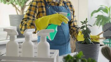A stylishly dressed person in gardening gloves tends to potted plants indoors, using a spray bottle to mist a vibrant succulent, showcasing the joy of caring for houseplants in a cozy setting video