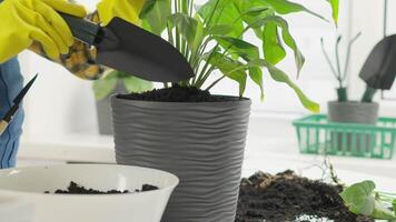 An individual carefully repots a beautiful houseplant into a stylish gray pot, demonstrating effective planting techniques and proper care to ensure that vibrant indoor plants can thrive beautifully video