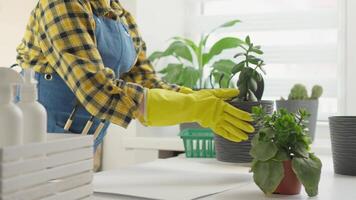 A dedicated gardener in a checked shirt and apron meticulously tends to vibrant houseplants in decorative pots, showcasing the art of nurturing indoor greenery with care and attention to detail video