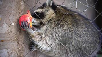 raccoon behind a net at the zoo catches an apple, vertical video