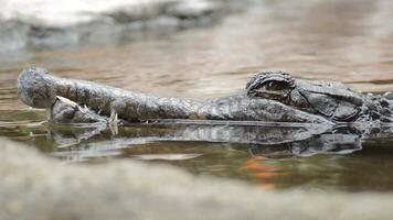 Crocodile, false gharial or tomistoma, floating in the river and looking camera video