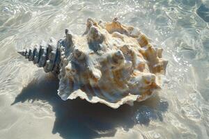 A shell in the water photo