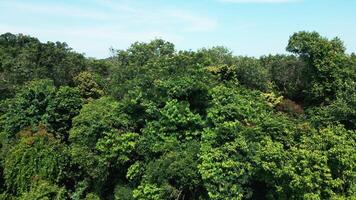 Drone shot of rich tropical landscape with lush palm trees and plants, dense rainforest trees and panoramic jungle offering a serene escape into nature. Perfect for travelers seeking adventure. video