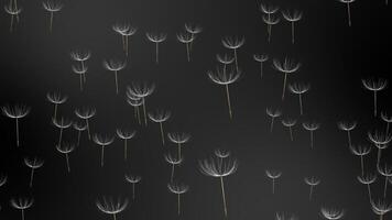 White and Black color rotating multiple flower shapes flowing horizontally modern design dark floral background video