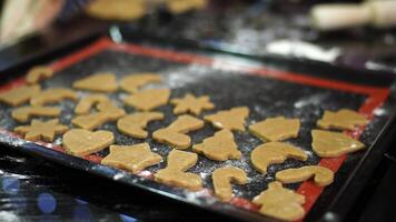 Gingerbread cookies cut out of dough lie on a baking sheet on the table video
