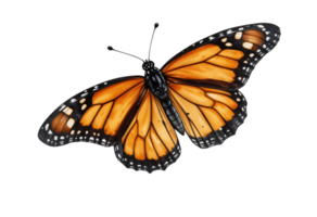 A Butterfly Hovering Mid Air, with Wings Painted in A Fiery Blend of Red, Orange, and Gold, , Transparent Background png
