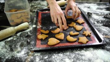 Housewife collects baked cookies from a baking sheet and puts them in a box video