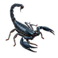 Isolated scorpion with raised tail and open pincers ready to strike on a plain surrounding area transparent background png