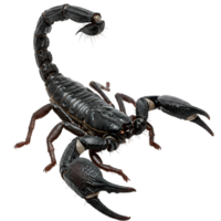 Detailed view of a scorpion with its tail curved over its body on a plain isolated space transparent background png