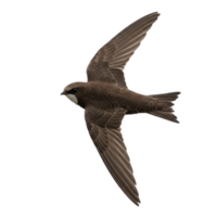 A bird with outstretched wings in flight against a plain colored simple isolation photograph image transparent background png