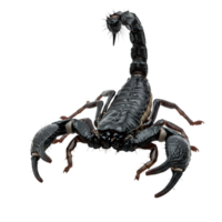 A scorpion with its pincers open and tail raised, standing against a plain isolated backdrop view transparent background png