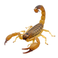 Isolated scorpion with raised tail and prominent pincers on a plain background in studio lighting transparent background png