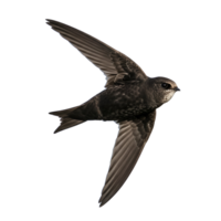 A swift bird with spread wings flying against a plain color, isolated and in sharp focus view transparent background png