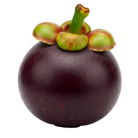 Isolated close up of a whole mangosteen fruit with green stem and sepals on a plain backdrop view transparent background png