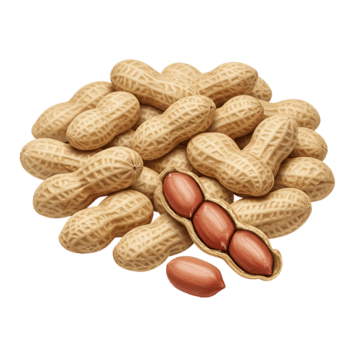 un pila de miseria con uno abrió demostración el nueces dentro en un llanura sólido color superficie zona ver transparente antecedentes png