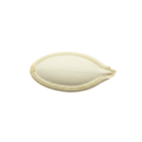 A single pumpkin seed isolated against a plain backdrop in a centered close up shot of the seed transparent background png