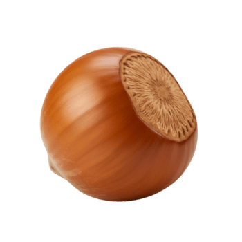 un cerca arriba estudio Disparo de un soltero avellana con un suave cáscara en un llanura sólido color ajuste transparente antecedentes png