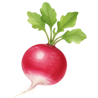 Illustration of a red radish with green leaves isolated on a plain color illuminated space transparent background png